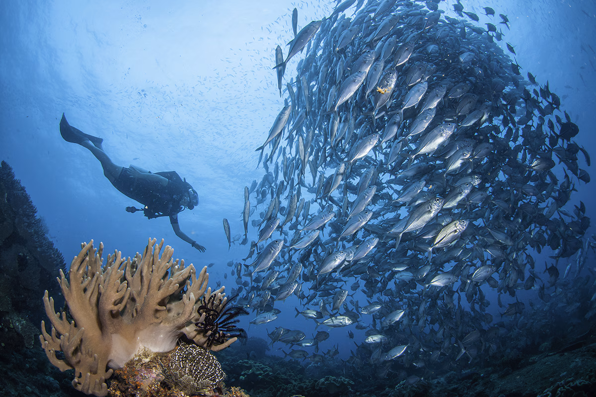 The Ultimate Pristine Paradise in West Papua
